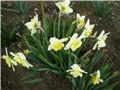 narcisi